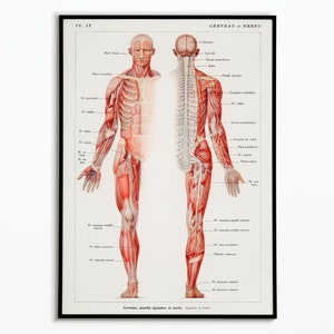 Vintage Poster Human Body Anatomy Medicine | Vintage Poster Human Body Anatomy Medicine