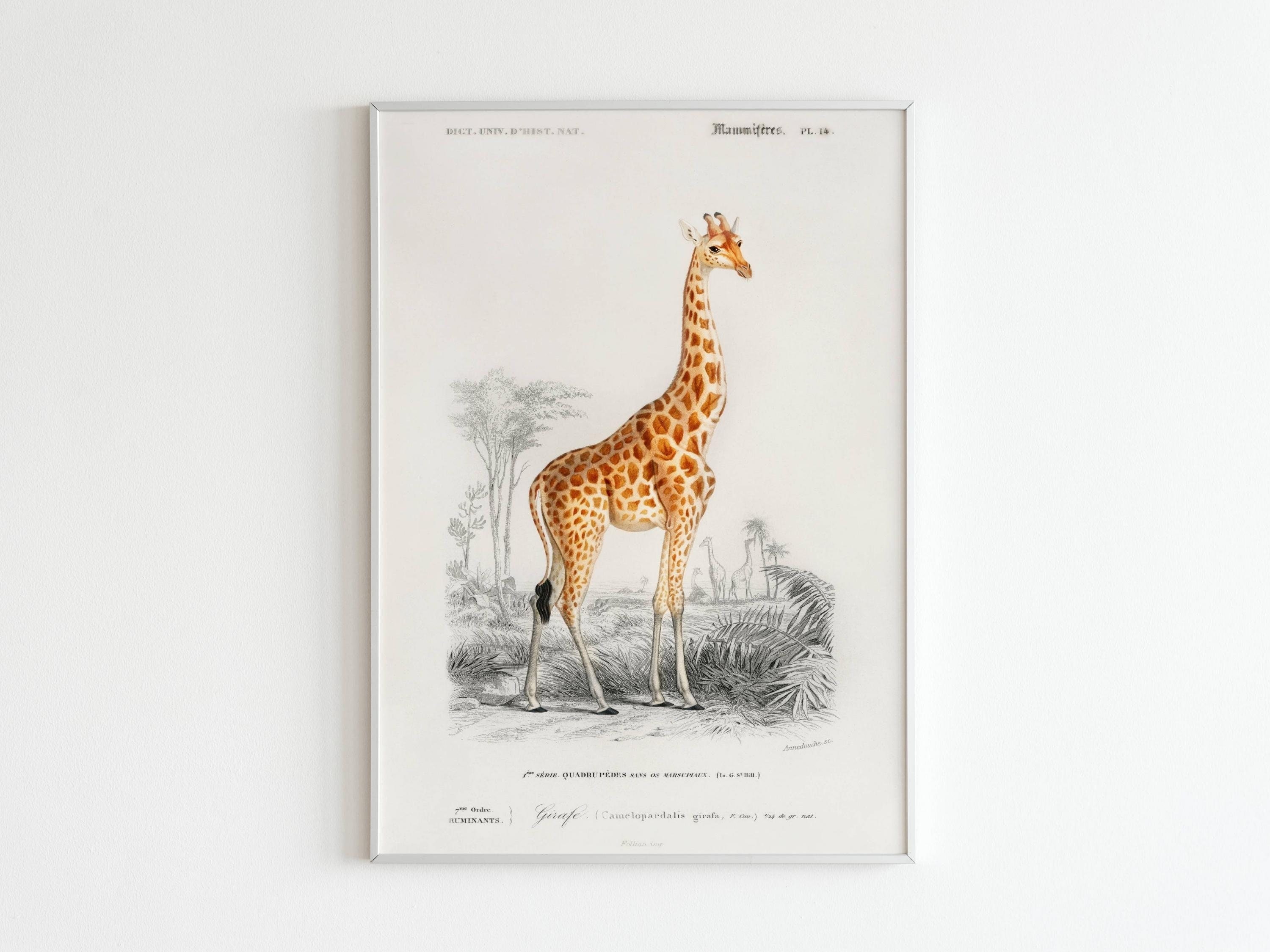 Affiche Vintage Girafe | Affiche Animaux Afrique Savane Décoration Murale