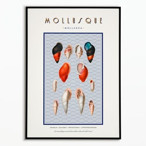 Vintage Shell poster | Vintage Shellfish Poster | Poster decoration | Art | Poster Wall Art