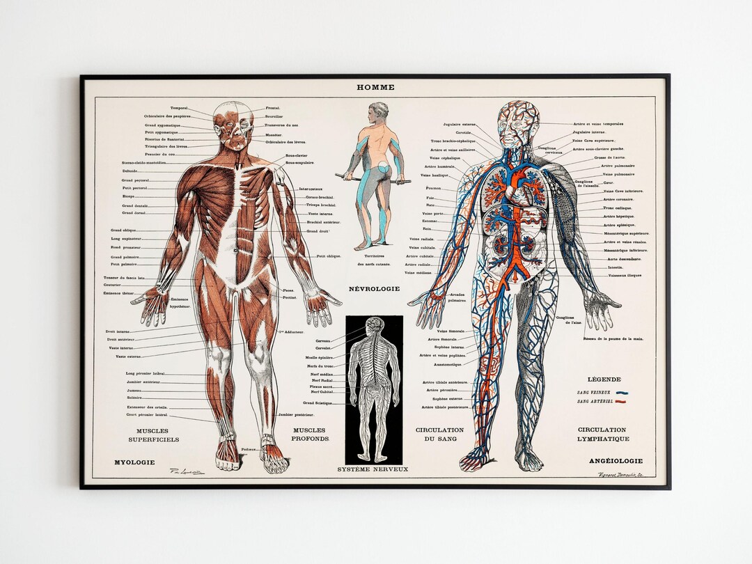 Affiche vintage Corps Humain Anatomie Médecine Vintage Poster Human — free download