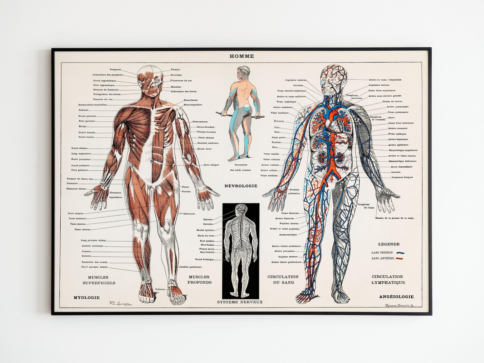 Vintage Poster Human Body Anatomy Medicine | Vintage Poster Human Body ...