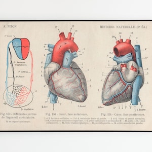 Vintage Poster Human Body Heart Anatomy Medicine | Vintage Poster Human Body Heart Anatomy Medicine