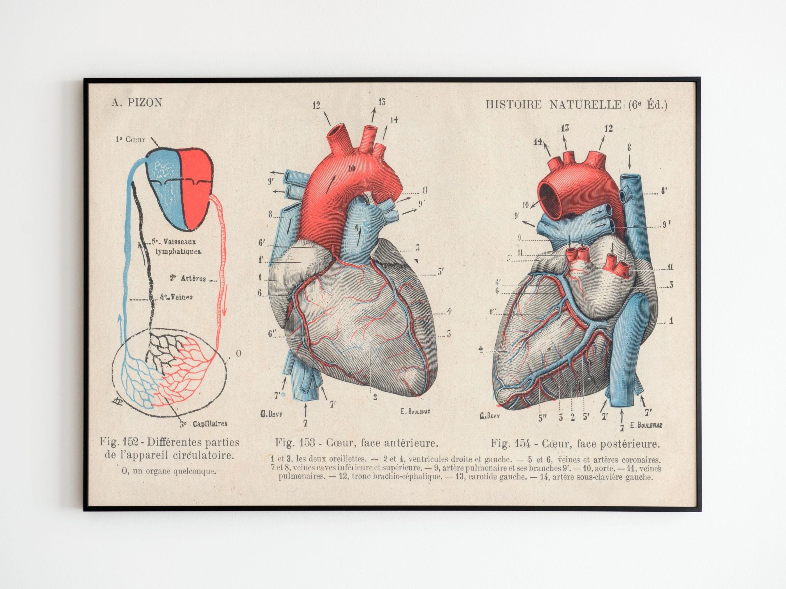 Affiche Vintage Corps Humain Cœur Anatomie Médecine | Vintage Poster Human Body Heart Anatomy Medeci