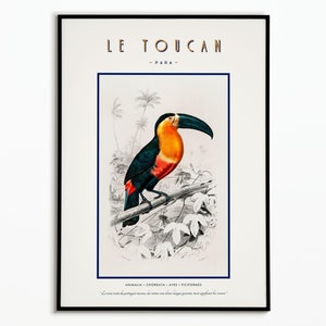 Vintage Toucan | Poster Vintage Toucan Poster | Poster decoration | Art | Poster Wall Art