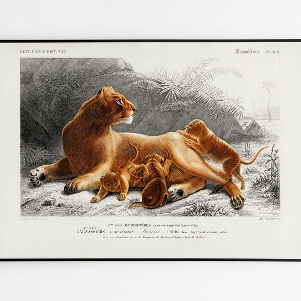 Vintage Lion | Poster Vintage Lion Poster | Poster decoration | Art | Poster Wall Art