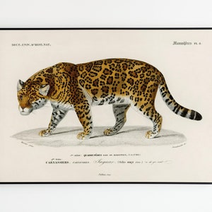 Vintage Jaguar | Poster Vintage Jaguar Poster | Poster decoration | Art | Poster Wall Art