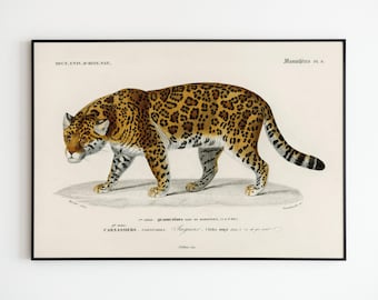 Vintage Jaguar | Poster Vintage Jaguar Poster | Decorazione poster | Poster | d&#39;arte Arte murale