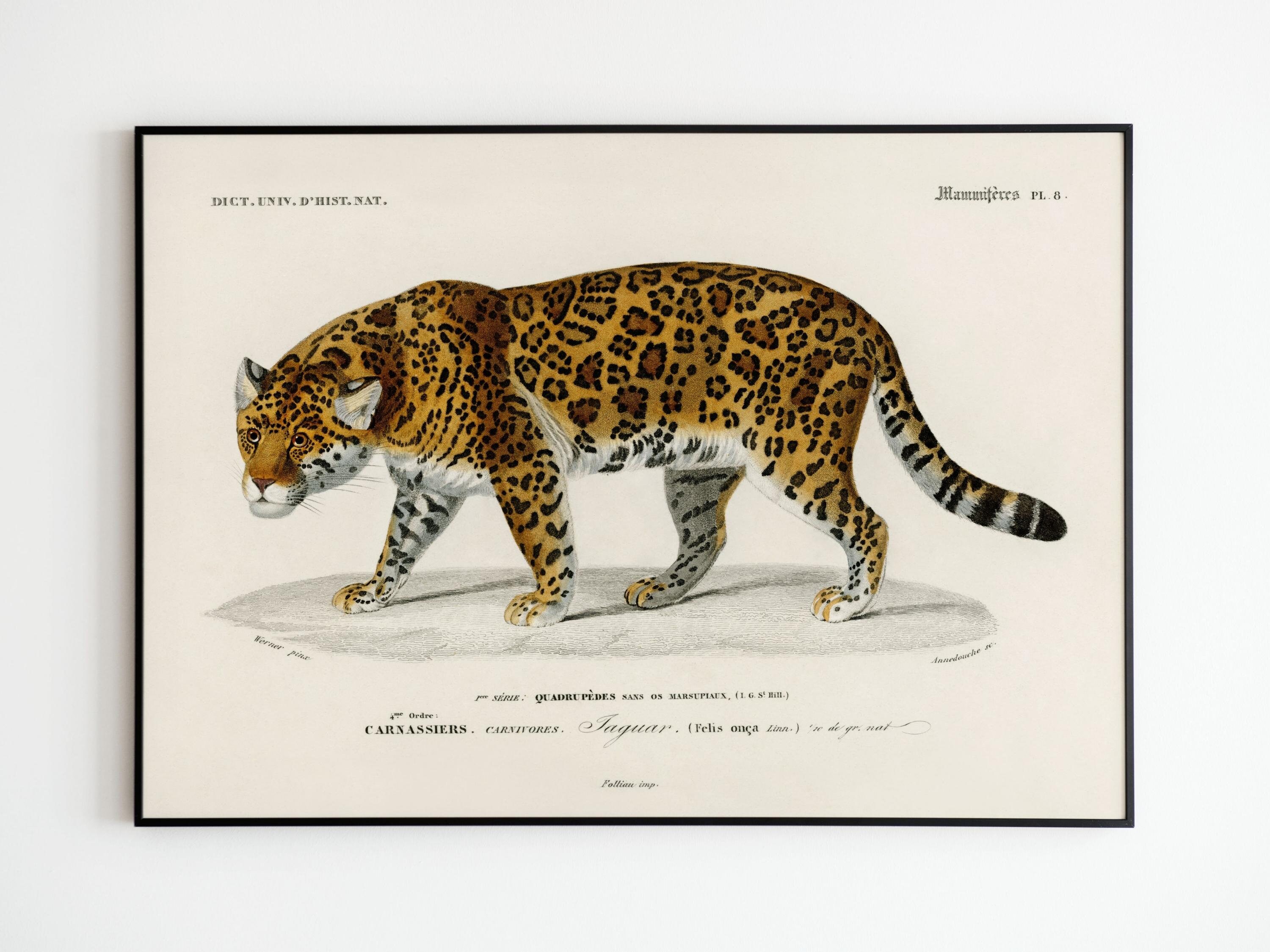 Affiche Vintage Jaguar | Affiche Animaux Afrique Savane