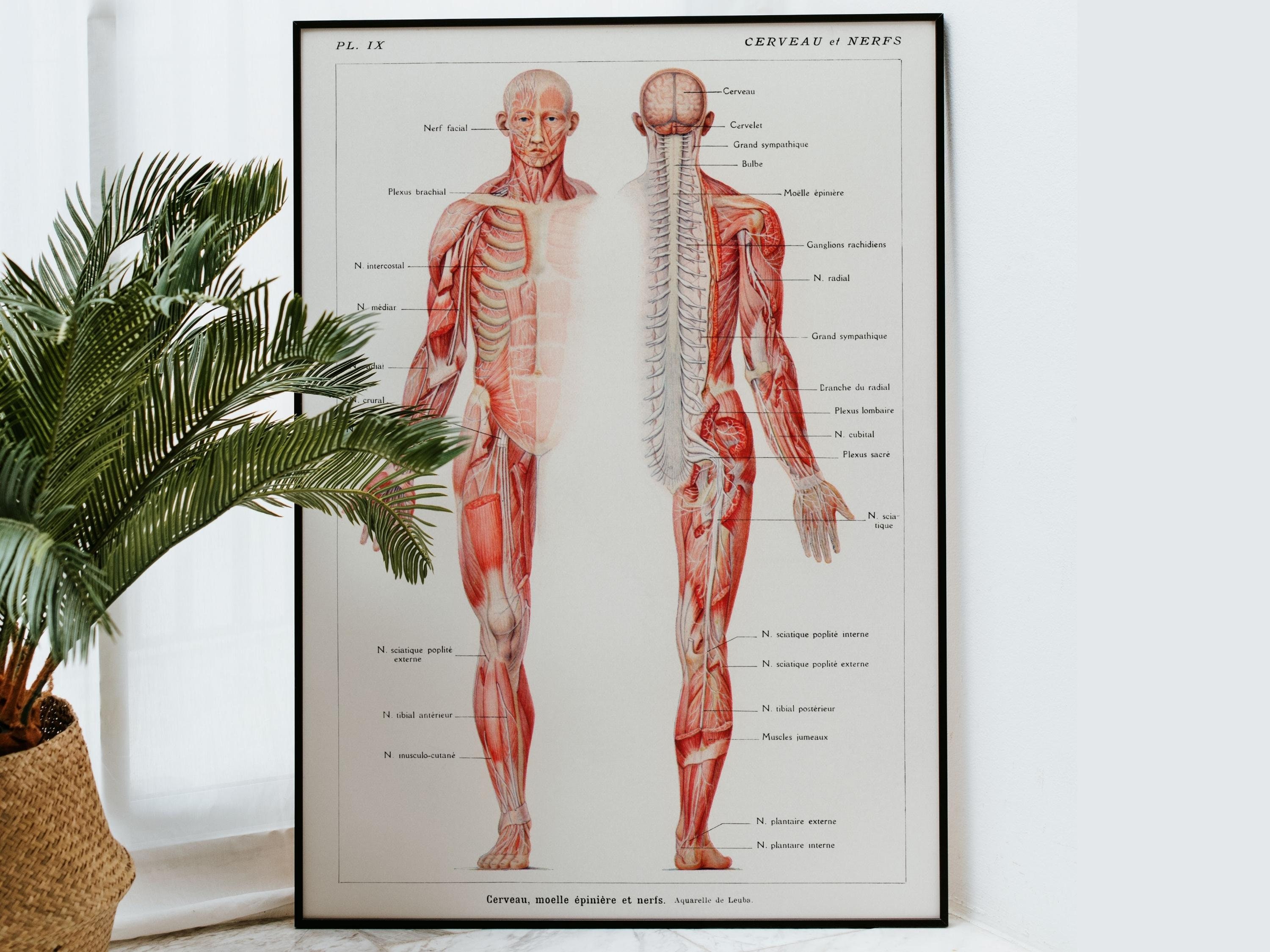 Vintage Poster Human Body Anatomy Medicine | Vintage Poster Human Body ...