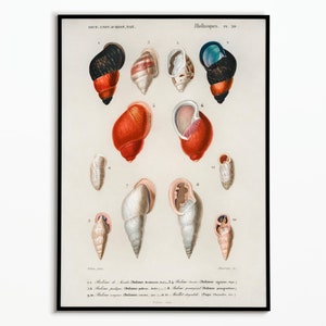 Vintage Shell poster | Vintage Shellfish Poster | Poster decoration | Art | Poster Wall Art