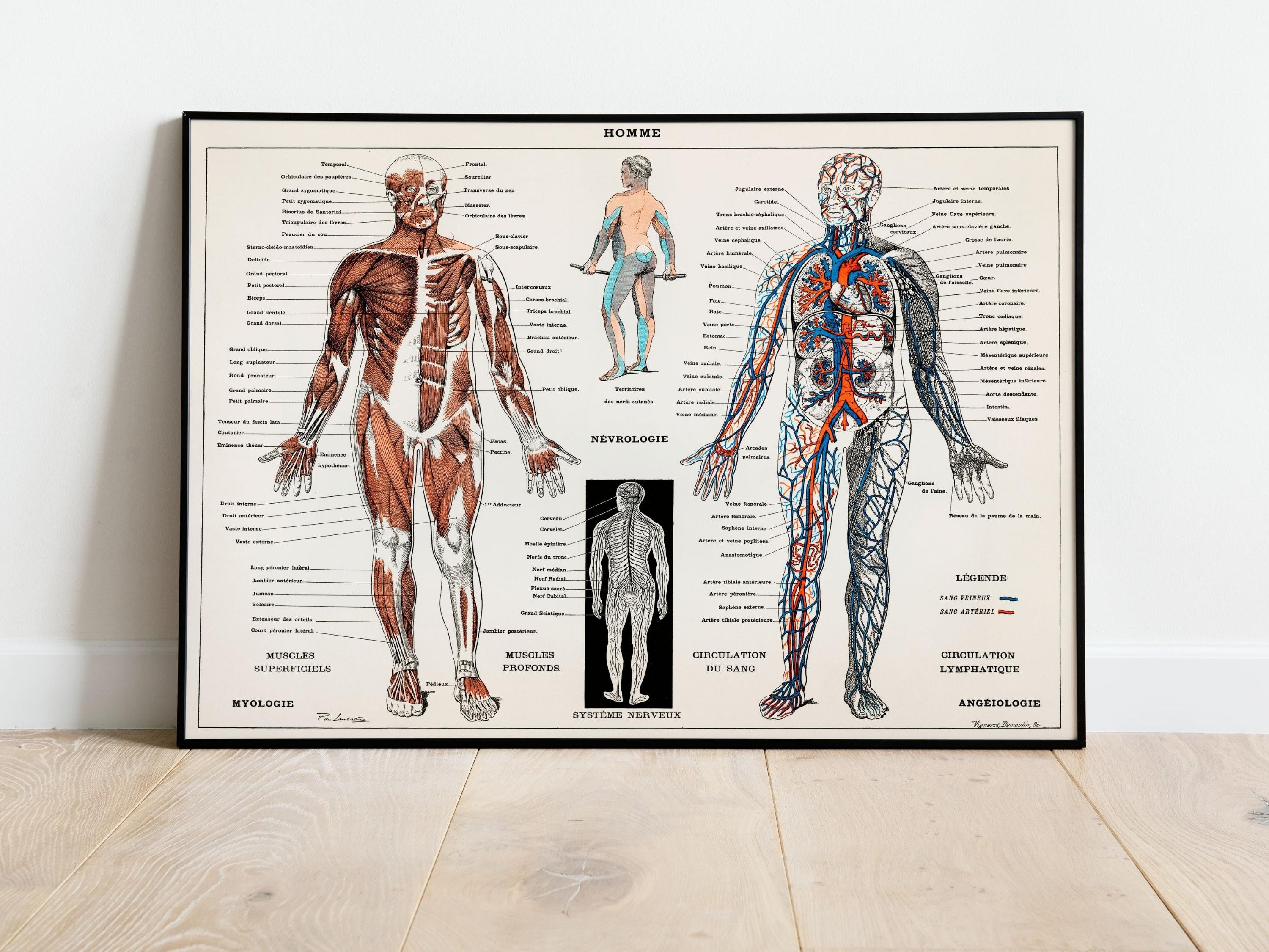 Vintage Poster Human Body Anatomy Medicine Vintage Poster Human