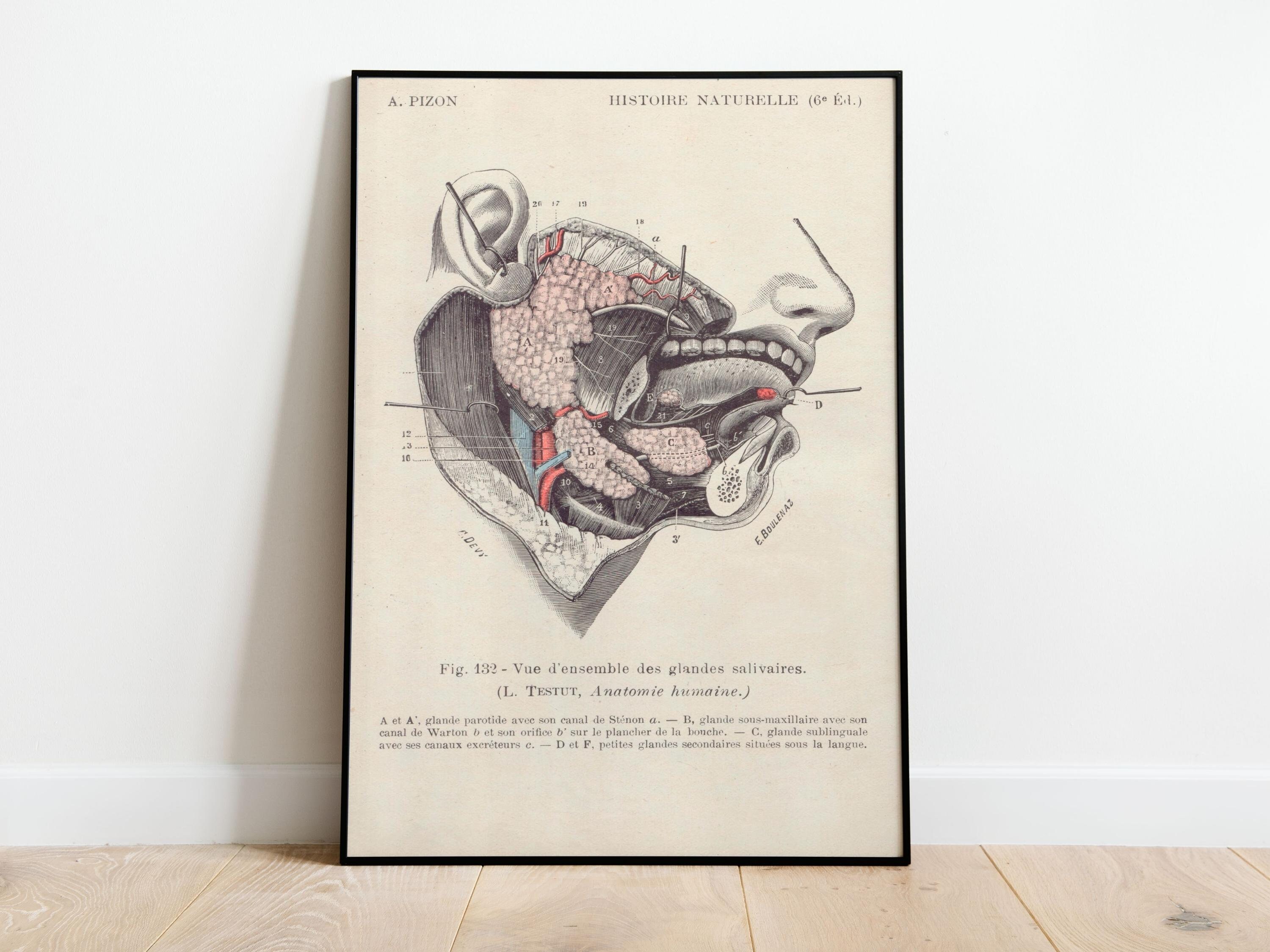 Vintage Poster Human Body Anatomy Medicine | Vintage Poster Human Body ...