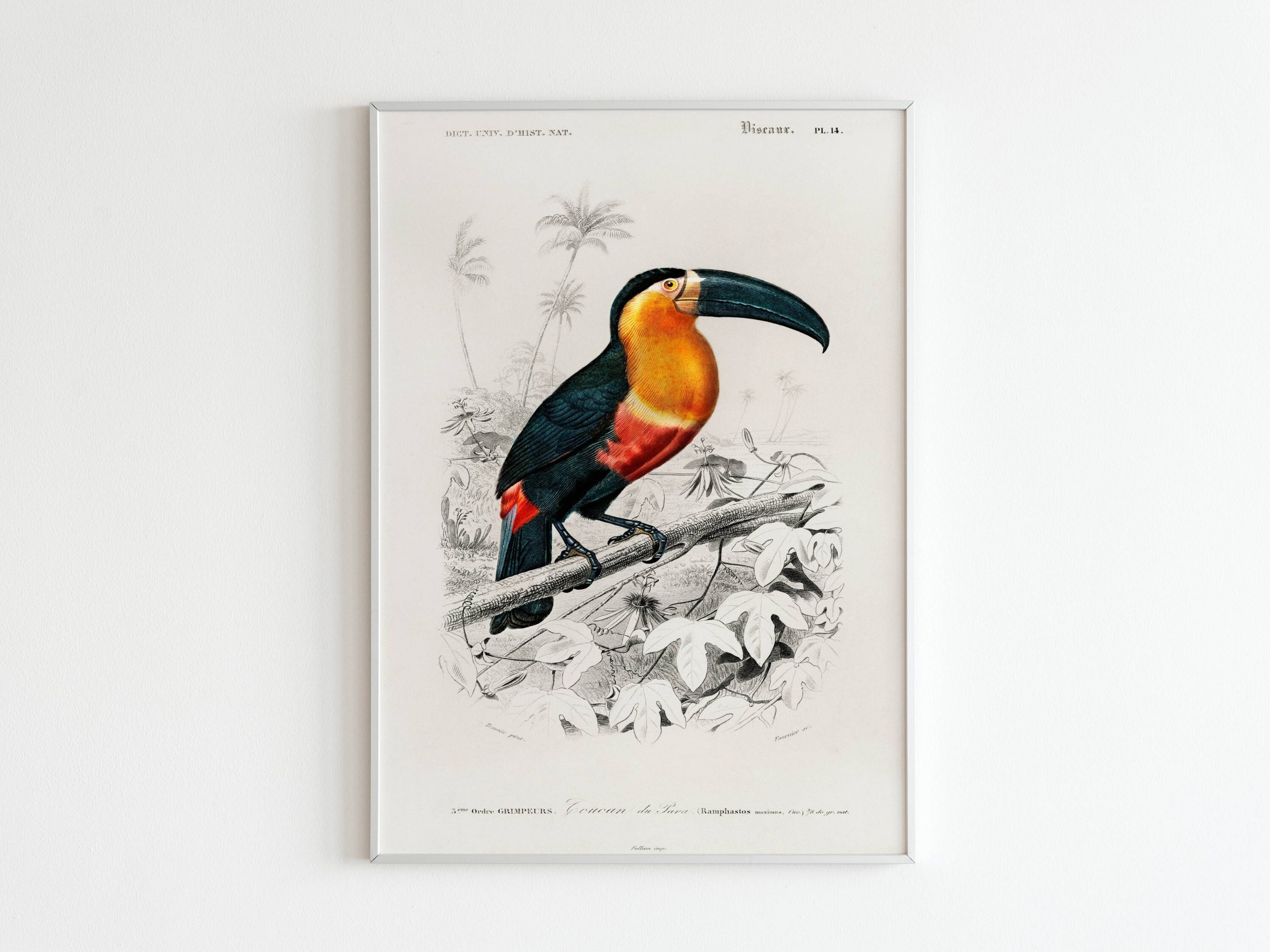 Affiche Vintage Retro Oiseau Toucan de Para | Poster