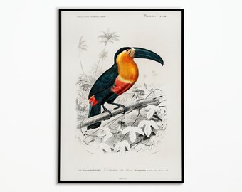 Poster vintage | di tucano Poster di tucano vintage | Decorazione poster | Poster | d&#39;arte Arte murale