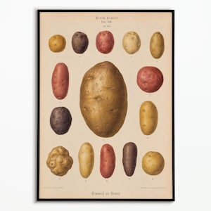 Póster vintage de patata | Póster botánico | Decoración de pared para la cocina | Lámina botánica de patata para la cocina