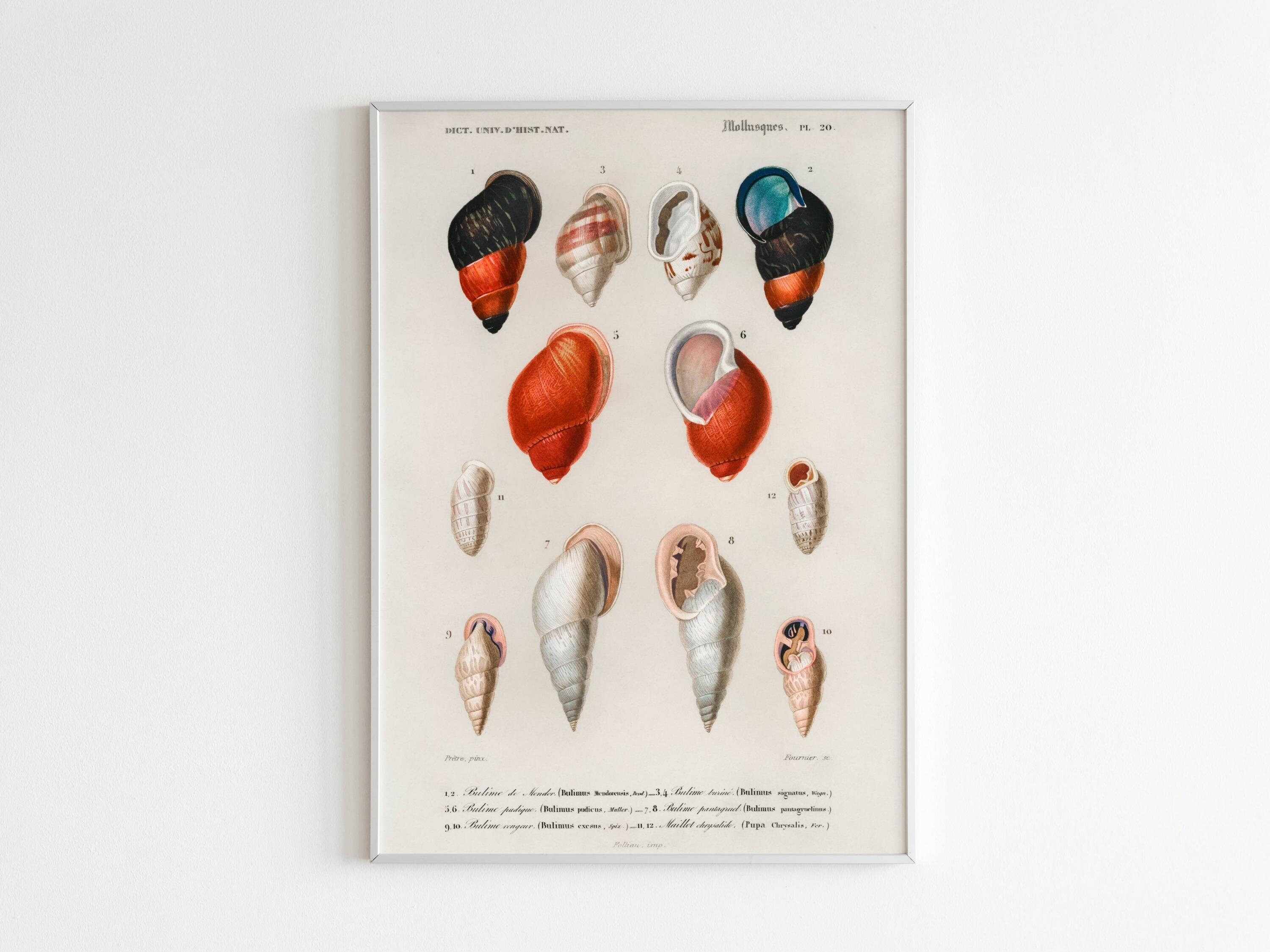 Affiche Vintage Mollusques | Afficher Mer Affiche Océan Décoration Murale