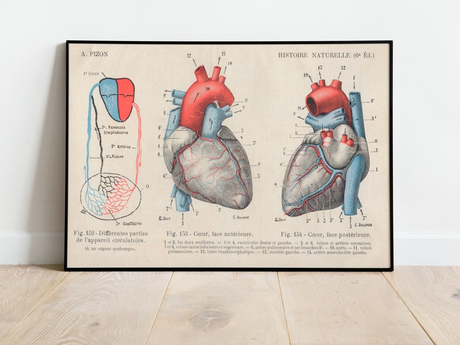 Vintage Poster Human Body Heart Anatomy Medicine | Vintage Poster Human ...