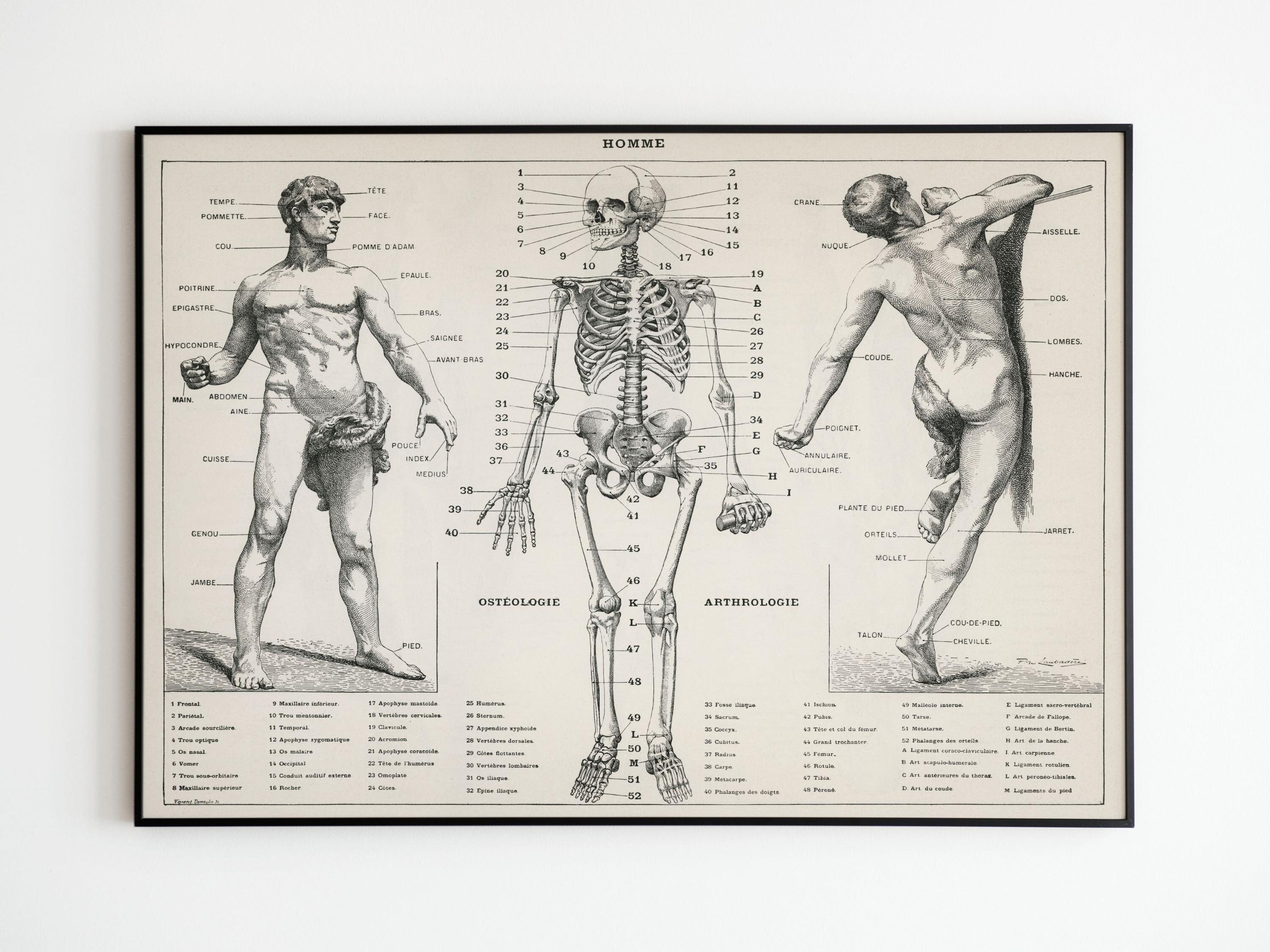 Affiche Vintage Corps Humain Anatomie Médecine | Vintage Poster Human Body Anatomy Medecine