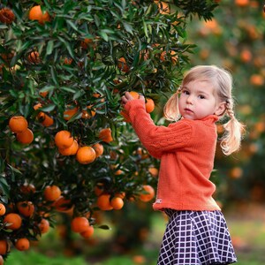 Pu&ograve; includere: Una bambina con le trecce che indossa un maglione rosso e una gonna a scacchi bianchi e neri raccoglie arance da un albero. L'albero &egrave; pieno di arance mature.