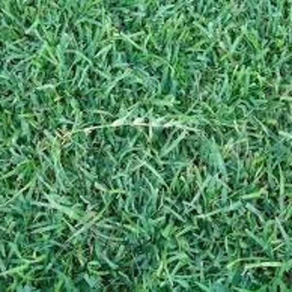 St Augustine Grass Seed Etsy