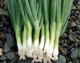 Parade Bunching Onions/Scallions