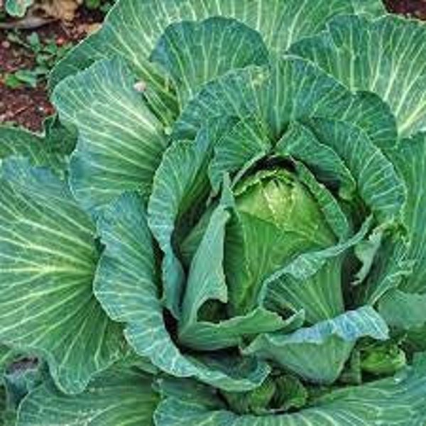 Early Jersey Wakefield Heirloom Cabbage Seeds