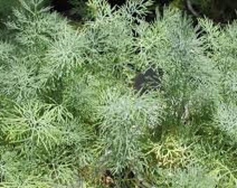 May include: Close-up of fresh dill plant with feathery, green leaves. The dill is densely packed, showing its delicate texture and vibrant color. The image highlights the plant's natural, organic form.