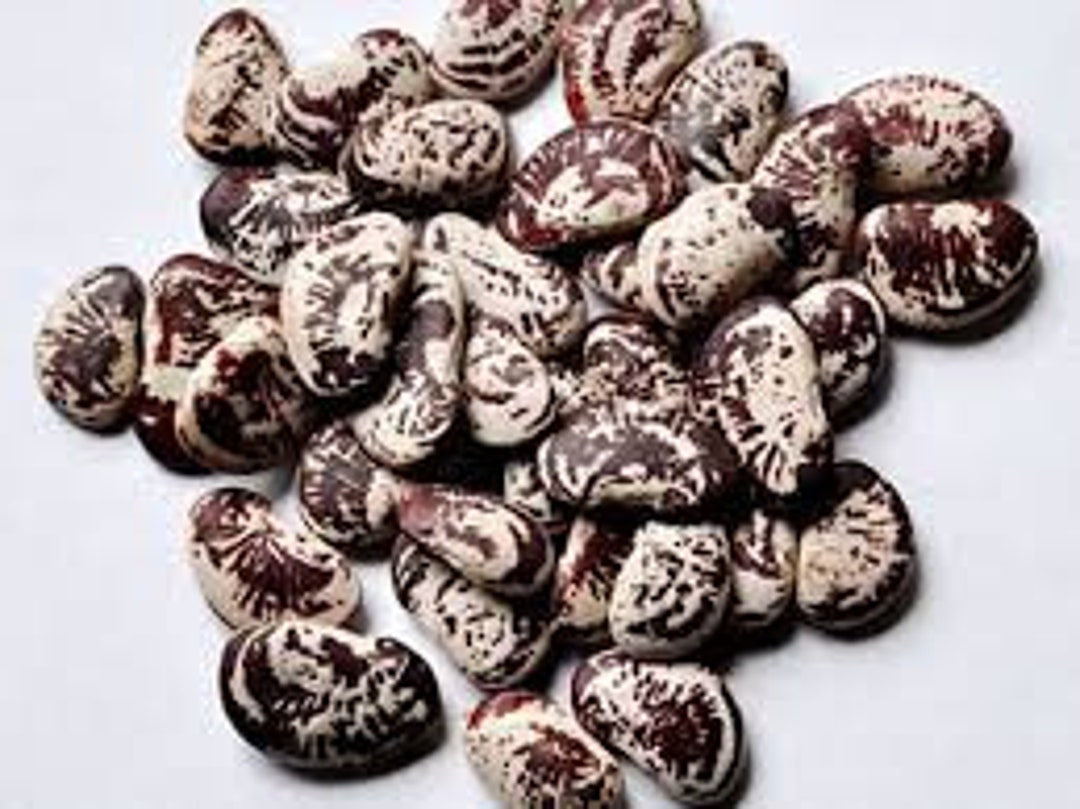 Christmas Calico Speckled Lima Beansheirloom Seeds Etsy