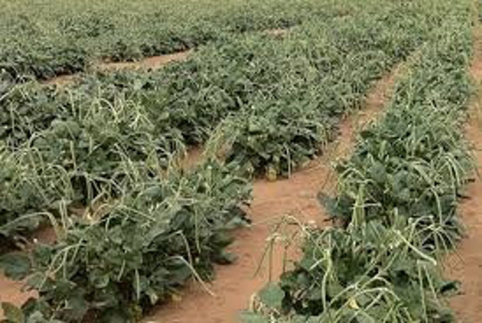 Dixie Lee Field Peas/crowder Peas 1 LB. Etsy