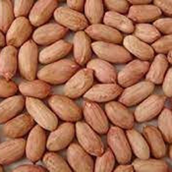 Peanut Seeds Etsy
