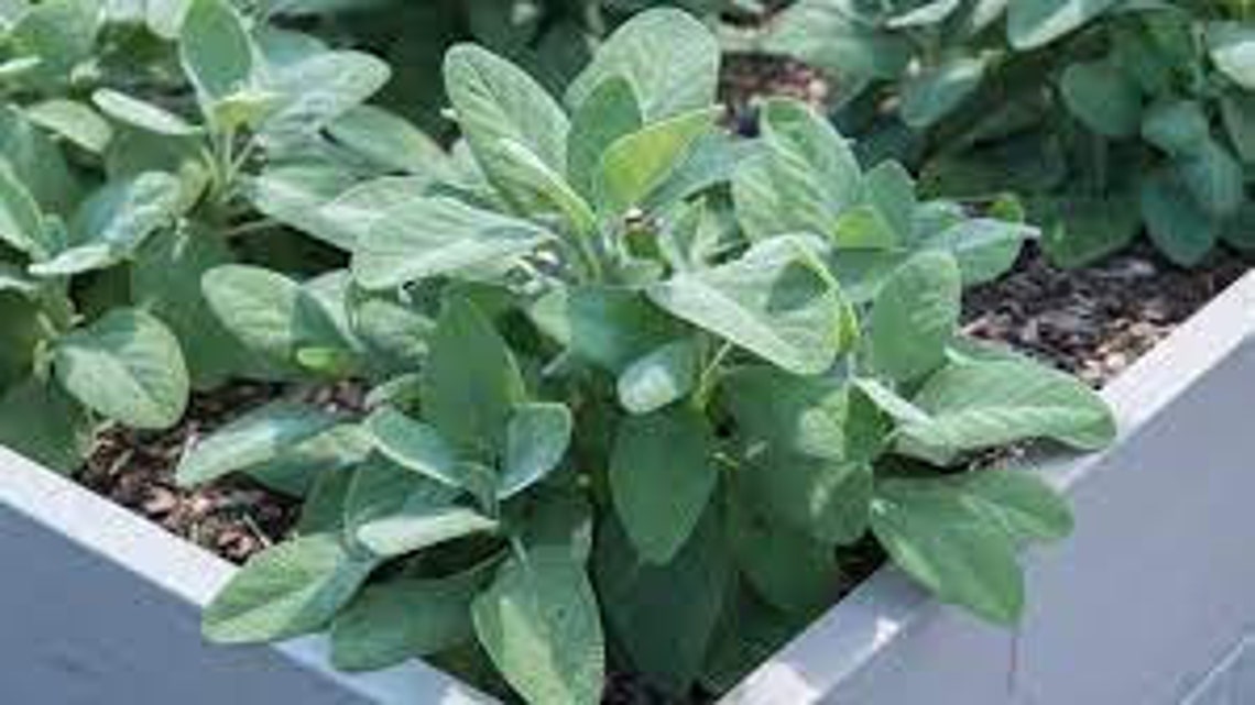 Sage Broadleaf Herb/30 Seeds - Etsy