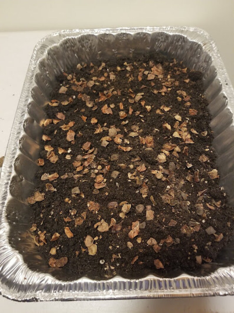 Bald Cypress Tree Seeds Etsy