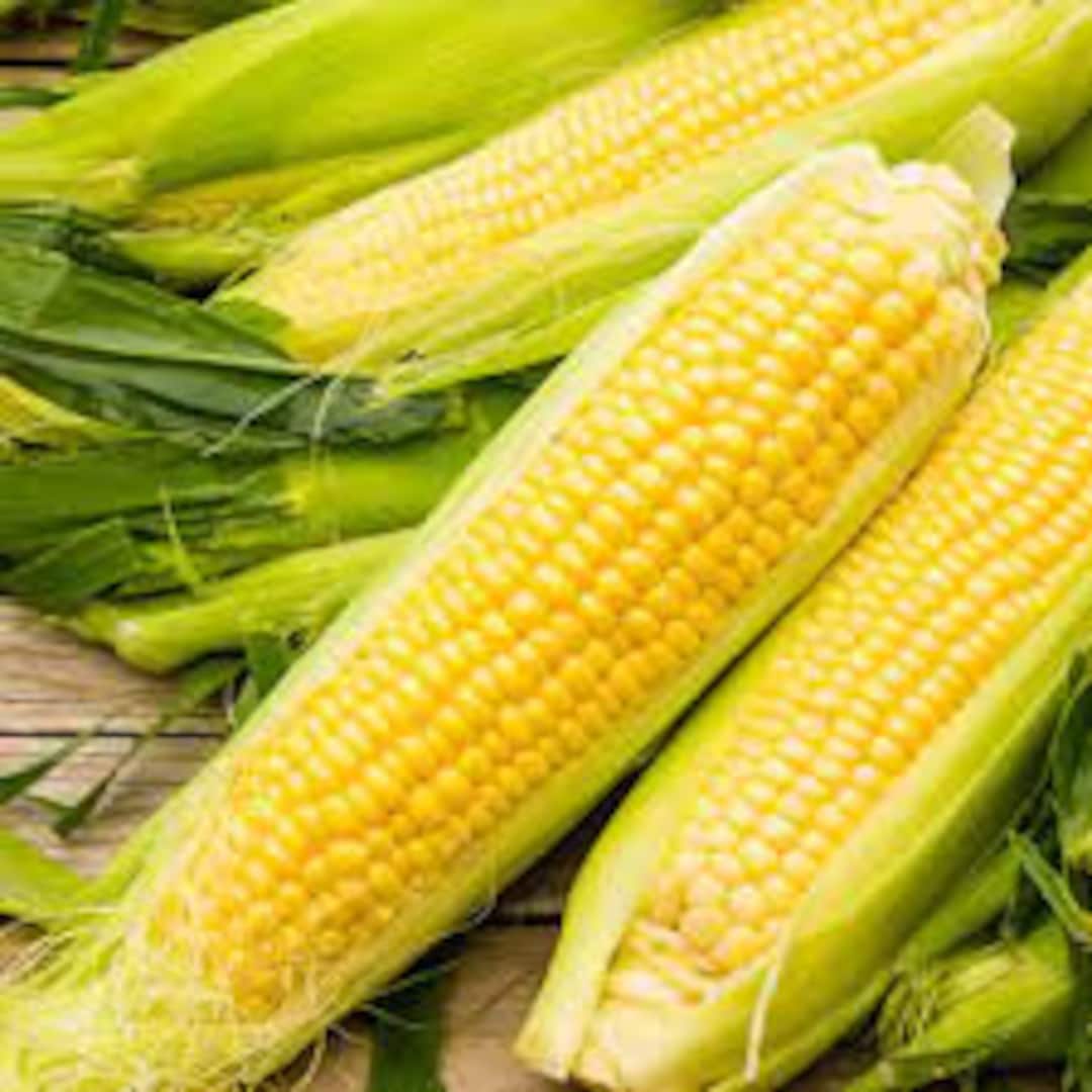 Bodacious Sweet Hybrid Corn Seed50 Seeds Etsy