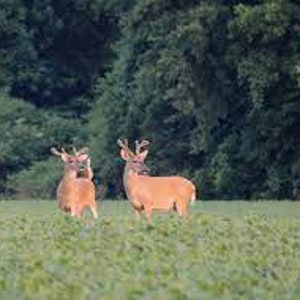 May include: Two deer with antlers stand in a field of green plants. The deer have brown fur and are facing the viewer. A forest of green trees is in the background.