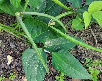 Dixie Lee Field Peas