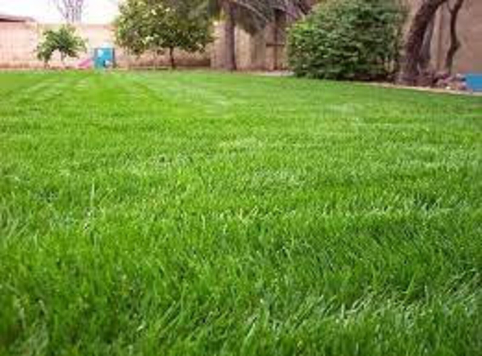 Notill Winter Rye Grass Seed/per Pound Etsy