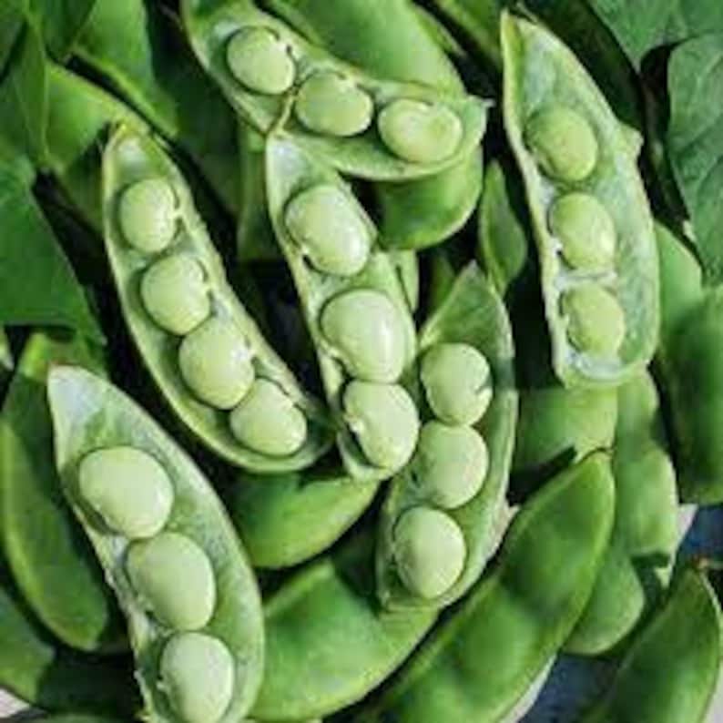 Fordhook Bush Lima Beans Etsy