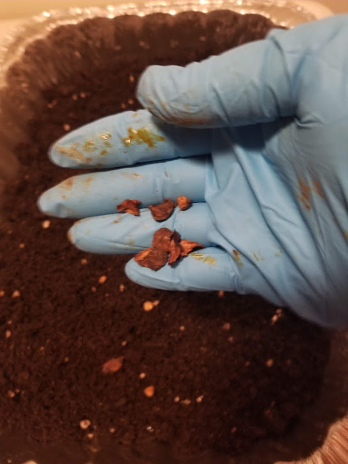 Bald Cypress Tree Seeds Etsy