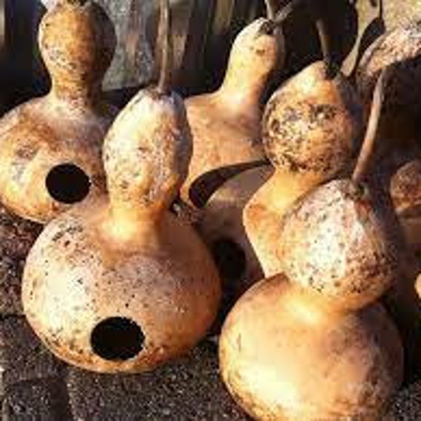 Birdhouse Gourd Seeds