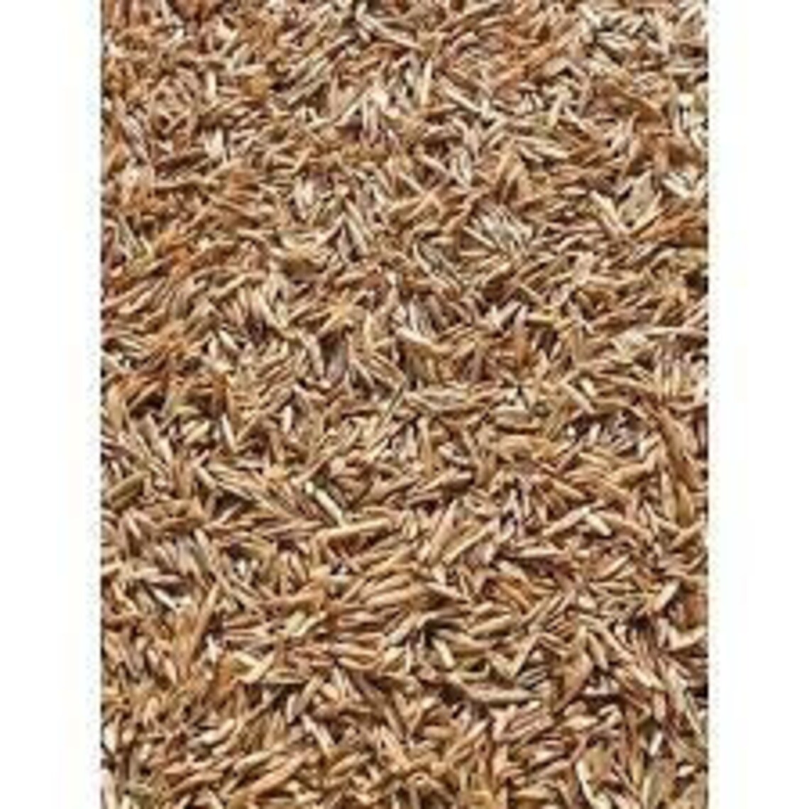 Notill Winter Rye Grass Seed/per Pound Etsy
