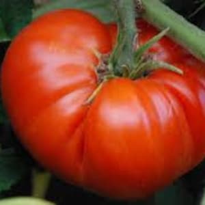 Beefsteak Heirloom Tomato Seeds-40+ Seeds
