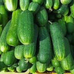 May include: A pile of fresh, green cucumbers. The cucumbers vary in size and shape, with a bumpy texture and a vibrant green color. Some have visible stems, suggesting they were recently harvested.