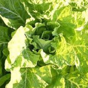May include: Close-up of a fresh, vibrant green head of lettuce. The leaves are ruffled and textured, with visible veins and a slight sheen. The lettuce is illuminated by sunlight, highlighting its natural color and freshness.