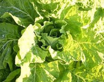 Carolina Yellow Cabbage Collard Seeds 50 Seeds - Etsy