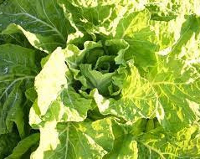 Carolina Yellow Cabbage Collard Seeds 50 Seeds - Etsy