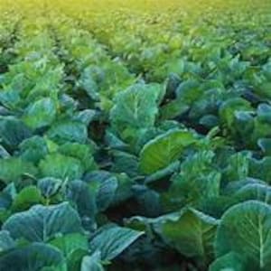 May include: A field of vibrant green cabbages, densely packed and flourishing under sunlight. The image showcases the lush, textured leaves of the cabbages, creating a visually rich and natural scene. The cabbages are in various stages of growth.