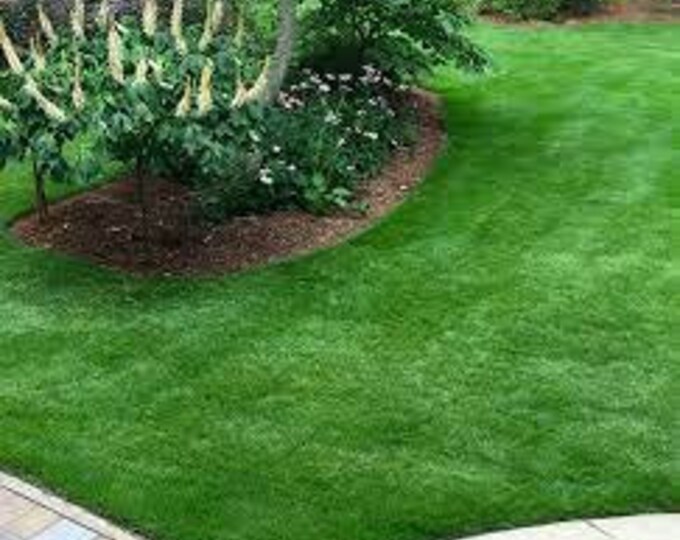 Compadre Zoysia Grass Seed/per Pound Etsy