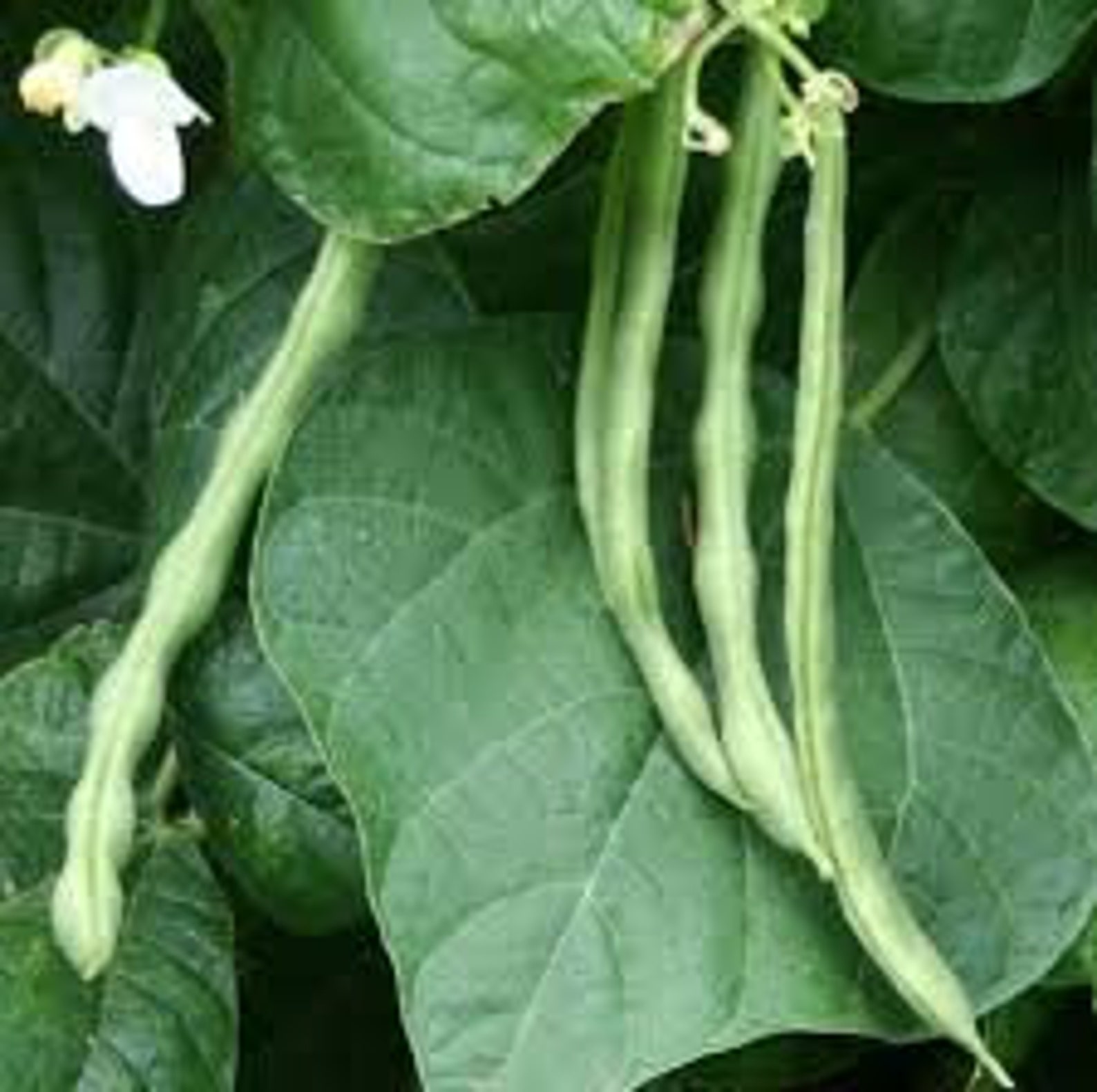Kentucky Wonder Bush Bean Seed Etsy