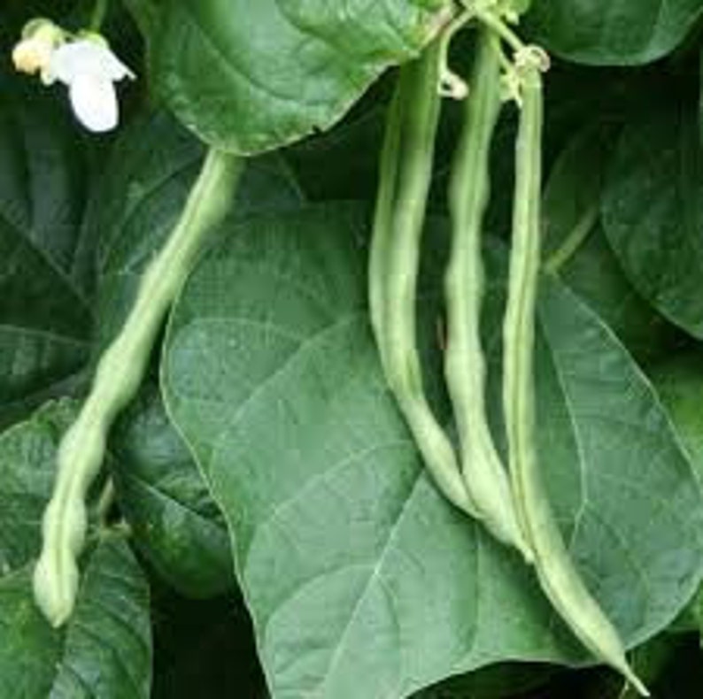 Kentucky Wonder Bush Bean Seed Etsy