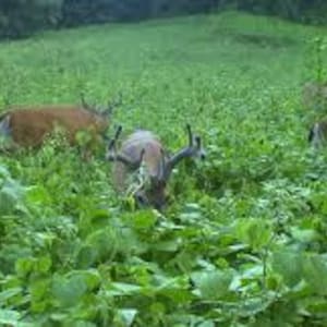 May include: A group of deer with antlers grazing in a lush green field. The deer have brown and tan fur, and their antlers are prominent. The scene is set in a natural outdoor environment, with dense vegetation.
